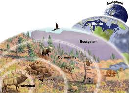 Ecology Biome Ecotone Niche Ecosystem Biosphere For Upsc Ias