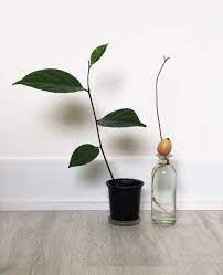 Check spelling or type a new query. 046 Avocado Seed Germination Lostinplantopia