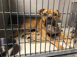 You do not need an appointment to all adopters are first come, first served. Kc Pet Project Shelter At Crisis Capacity Offering 25 Adoptions This Weekend