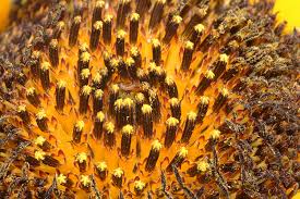 Periksa terjemahan 'pokok bunga matahari' ke dalam arab. File Sunflower Macro Wide Jpg Wikipedia