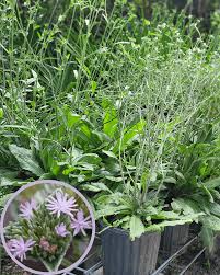 Image result for Elephantopus