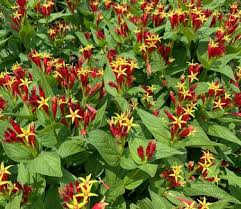 Image result for Spigelia