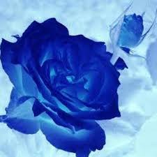 Warna biru mengandung arti kesempurnaan dari suatu pesona atau dapat diartikan kekaguman. Mawar Biru Mawarbiru222 Twitter