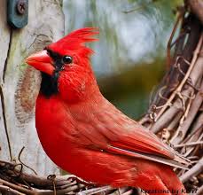 Red Birds That Look Like Cardinals Cardinal Profile In Red Cardinal Birds Red Birds Birds