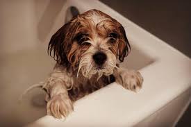 Beautifull small breed bichon frise puppies mother can be seen with her puppies male and female available vaccinated and shichon bichion fries and shih tzu mix read more >> more >>. The Ultimate Guide To The Zuchon Aka Bichon Frise Shih Tzu Mix Animalso