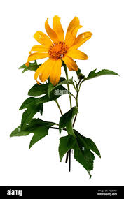 Image result for Tithonia diversifolia