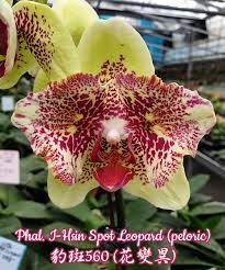 phal i hsin spot leopard peloric 豹斑560 花變異 beautiful orchids orchid photo orchids