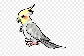 Check spelling or type a new query. Drawn Parakeet Cocktail Cockatiel Bird Drawing Free Transparent Png Clipart Images Download