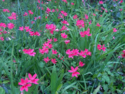 Image result for Lotononis laxa