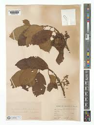 Image result for Maesa lanceolata