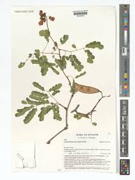 Image result for Caesalpinia cassioides