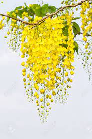 La lluvia de oro persiste durante bastante tiempo, entre la primera y la última fotografía han transcurrido varios. Flor Del Arbol De Lluvia De Oro Sobre Fondo Blanco Fotos Retratos Imagenes Y Fotografia De Archivo Libres De Derecho Image 39369035