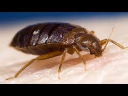 Bed Bug Black Bugs In Hair Pictures 381 7 Effective Home Remedies For Bed Bugs Get Rid Of Them Fast Youtube Https Www Youtube Com Watch V 4y Bed Bugs Bed Bug Bites Bed Bugs Treatment
