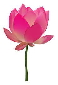 Lotus Flower Png Image Flower Png Images Flowers Lotus Flower