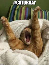 The domain name caturday.com was registered on april 30, 2005. Caturday Memes Gifs Imgflip