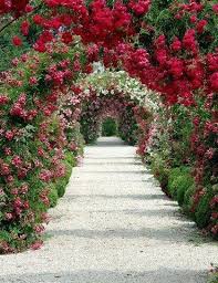 Rose Garden Arbor Beautiful Gardens Dream Garden Beautiful Flowers