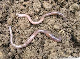 Quelle est la meilleure façon de manger de la guimauve ? Le Lombric Ver De Terre Commun