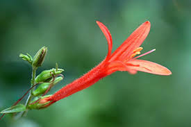 Image result for Aeollanthus neglectus