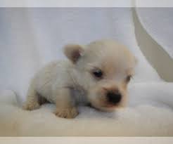 This adorable maltipoo puppy is ready to love you unconditionally now and forever! Puppyfinder Com Maltipoo Puppies Puppies For Sale Near Me In Oregon Usa Page 1 Displays 10