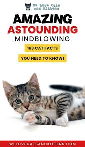 (slack, cats, and tech) read the opinion of 7 influencers. 163 Cat Facts That Will Blow Your Mind Amazing Cat Facts Cat Facts Fun Facts About Cats Silly Cats