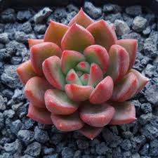 Echeveria Scorpion Echeveria Planting Succulents Succulents