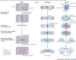Plant and animal cells both undergo mitotic cell divisions. Understanding Cytokinesis Lessons From Fission Yeast Nature Reviews Molecular Cell Biology
