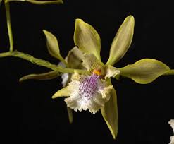 Image result for Diaphananthe vesicata