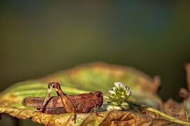 Philippe Barbier | Flickr