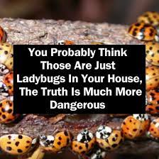 Pin On Bug Warnings