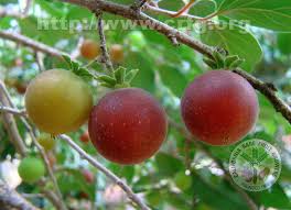 Image result for Dovyalis abyssinica