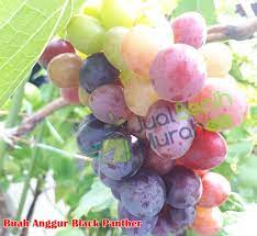 We did not find results for: Buah Anggur Black Panther Jualbenihmurah Com