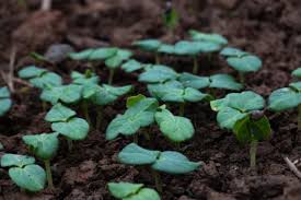 Young okra plants need full sun conditions and will not perform in areas of partial to full shade. How To Grow Okra How Long It Takes Kellogg Garden Organics