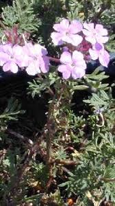 Image result for Vandellia subracemosa