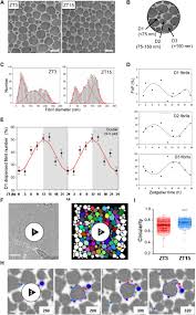 Circadian Control Of The Secretory Pathway Is A Central