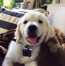 Great quality goldens, dam has great temperment, size and is beautiful gold. 8 Week Old English Golden Luna Www Nicholberrygoldens Com English Golden Retriever Puppy English Golden Retriever Golden Retriever