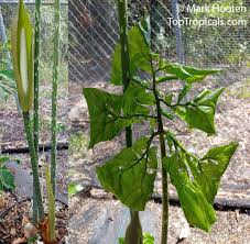 Image result for Anchomanes