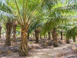 Memastikan peniaga buah kelapa sawit mempamerkan harga buah kelapa sawit berdasarkan satu peratus (1%) kadar perahan minyak kelapa sawit dengan jelas di premis perniagaan dan di pusat pengumpulan buah kelapa sawit. Tinggi Pokok Kelapa Sawit