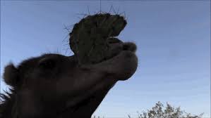 Camels eat cactus and other plants grown in deserts. Camels Eat Cacti With Their Super Gross Fingered Mouths Nerdist