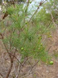 Image result for Eugenia aschersoniana