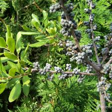 Image result for Myrica pilulifera