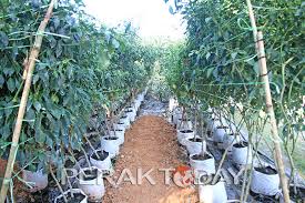 Tapi, aku dah survey kalau hampa. Projek Tanaman Cili Fertigasi Membuahkan Hasil Lumayan