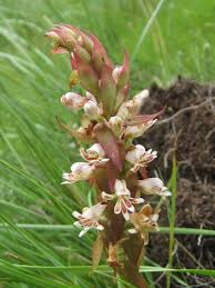 Image result for Satyrium macrophyllum