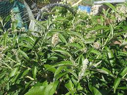 Image result for Buddleja pulchella