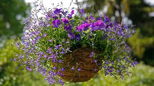 Check spelling or type a new query. Choosing The Best Flowers For Hanging Baskets Gilmour