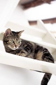 Portraits De Chats Swanee Rose Le Blog Blog Journee Mondiale Du Chat