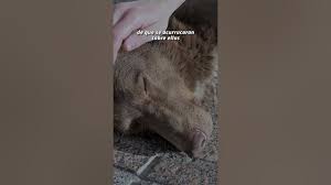 Cuida a los perritos callejeros que llegan a la gasolinera #animales  #shorts #mascotas #perros