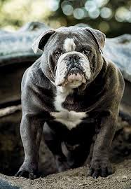 Die mittelgroßen vierbeiner verspüren keinen großen. Rassebeschreibung Old English Bulldog Coastbulls By Familie Groth