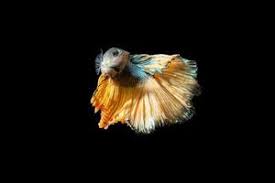 Sorry guys, just a proud little betta momma over here 😭🖤. Halfmoon Betta Fish On Black Background Stock Photo