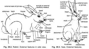 External Morphology Of Rabbit With Diagram Chordata