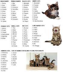 Pagan And Witchy Cat Names Are Popular These Days And You Will Probably Be Spoiled For Choice Should You Be A Lover O Boy Cat Names Girl Cat Names Kitten Names